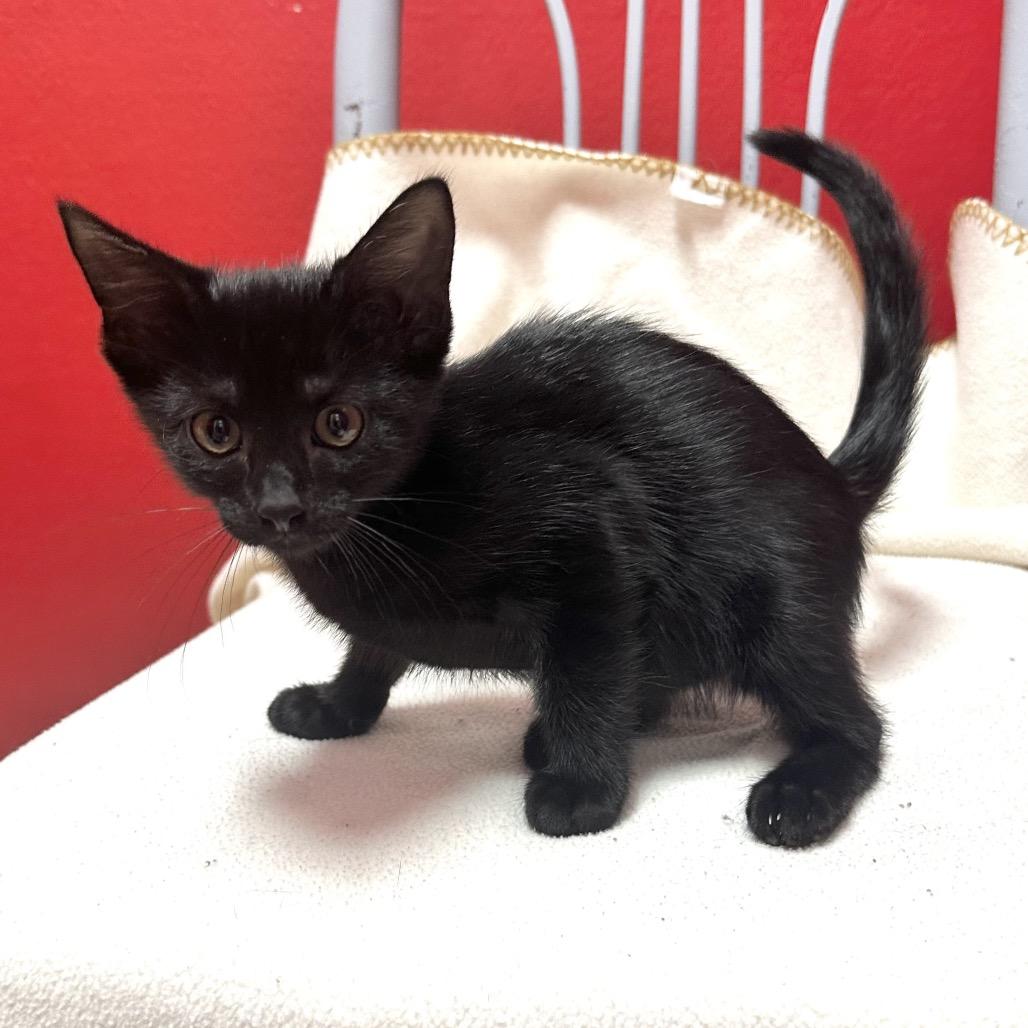 Doodle Dandy LR7, Adoptable, Kitten Male Domestic Short Hair.