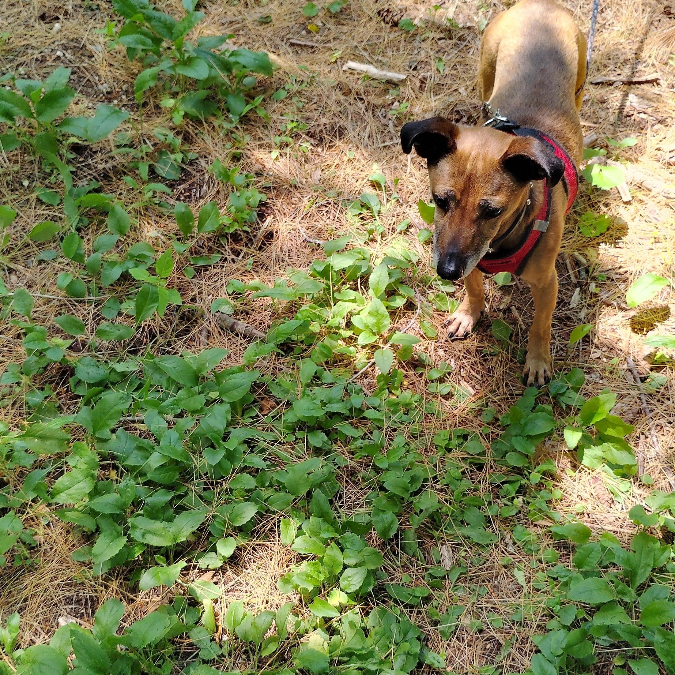 Charlie, Adoptable, Adult Male Dachshund & Chihuahua.