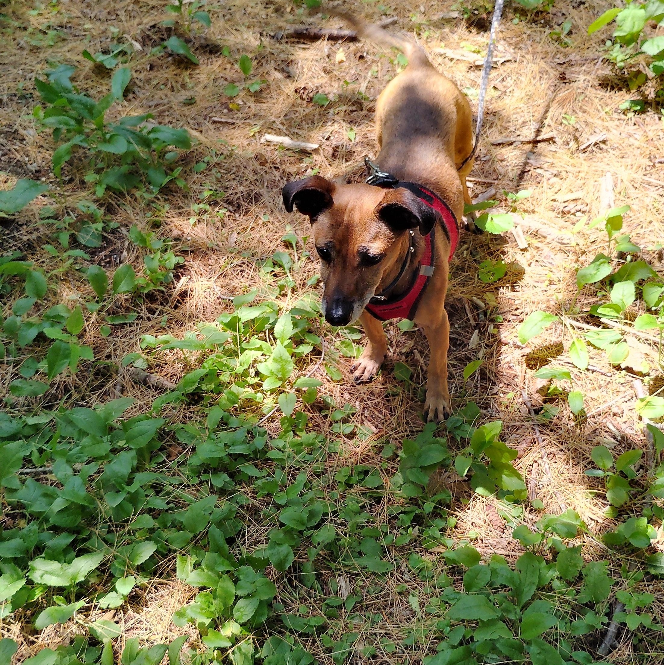 Enlarge Charlie, a Adoptable mixed breed in Woodstock, CT image 2/5