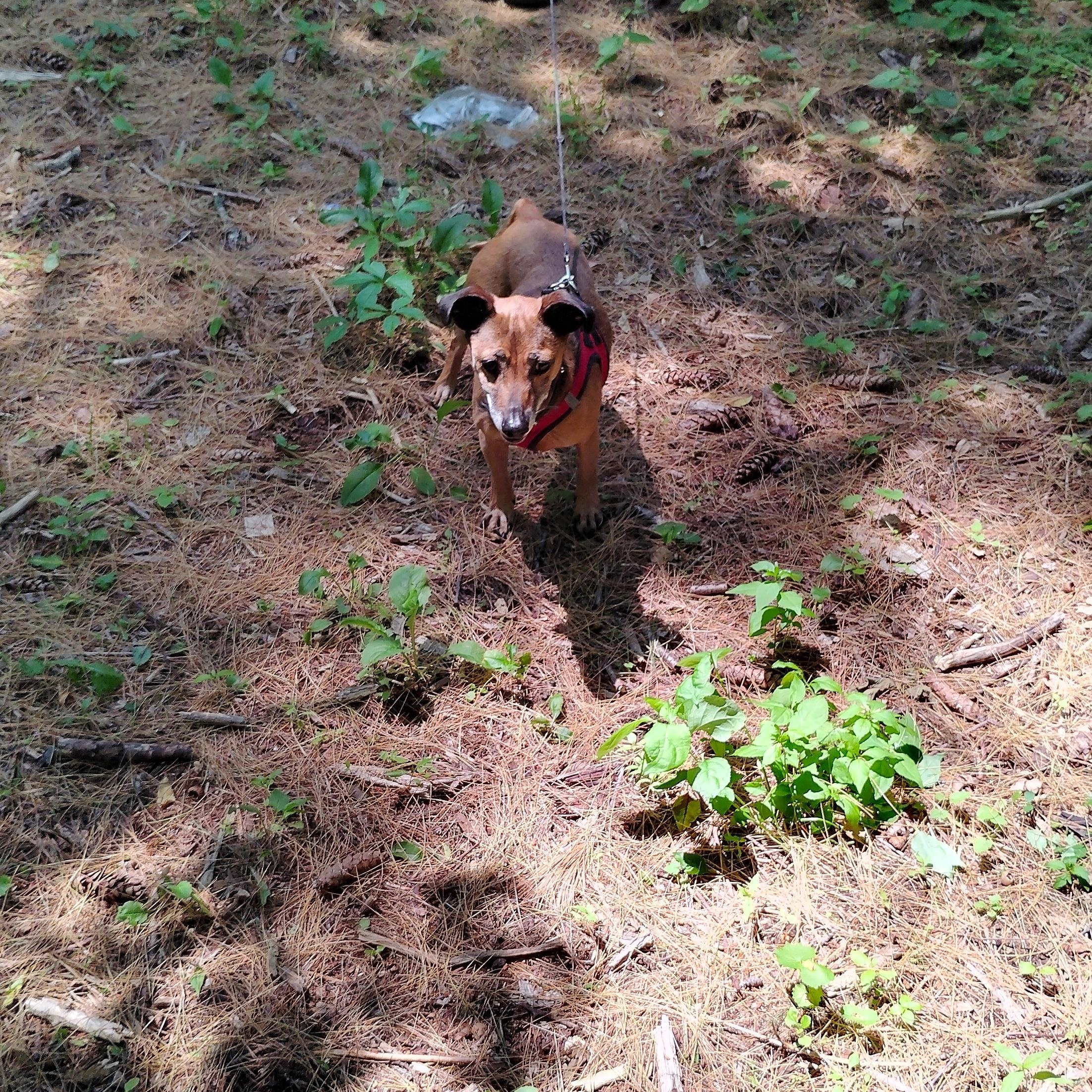 Enlarge Charlie, a Adoptable mixed breed in Woodstock, CT image 3/5