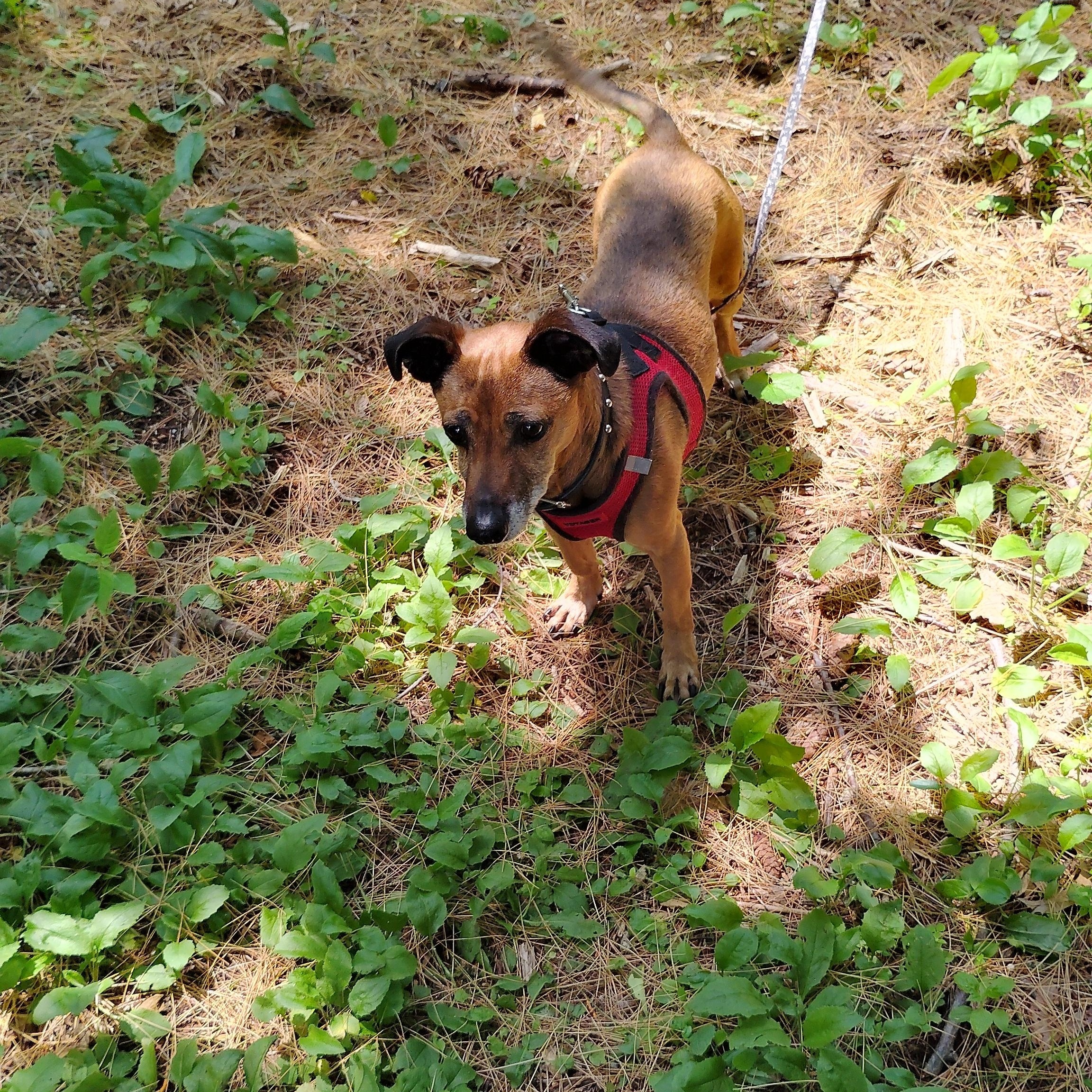 Enlarge Charlie, a Adoptable mixed breed in Woodstock, CT image 4/5
