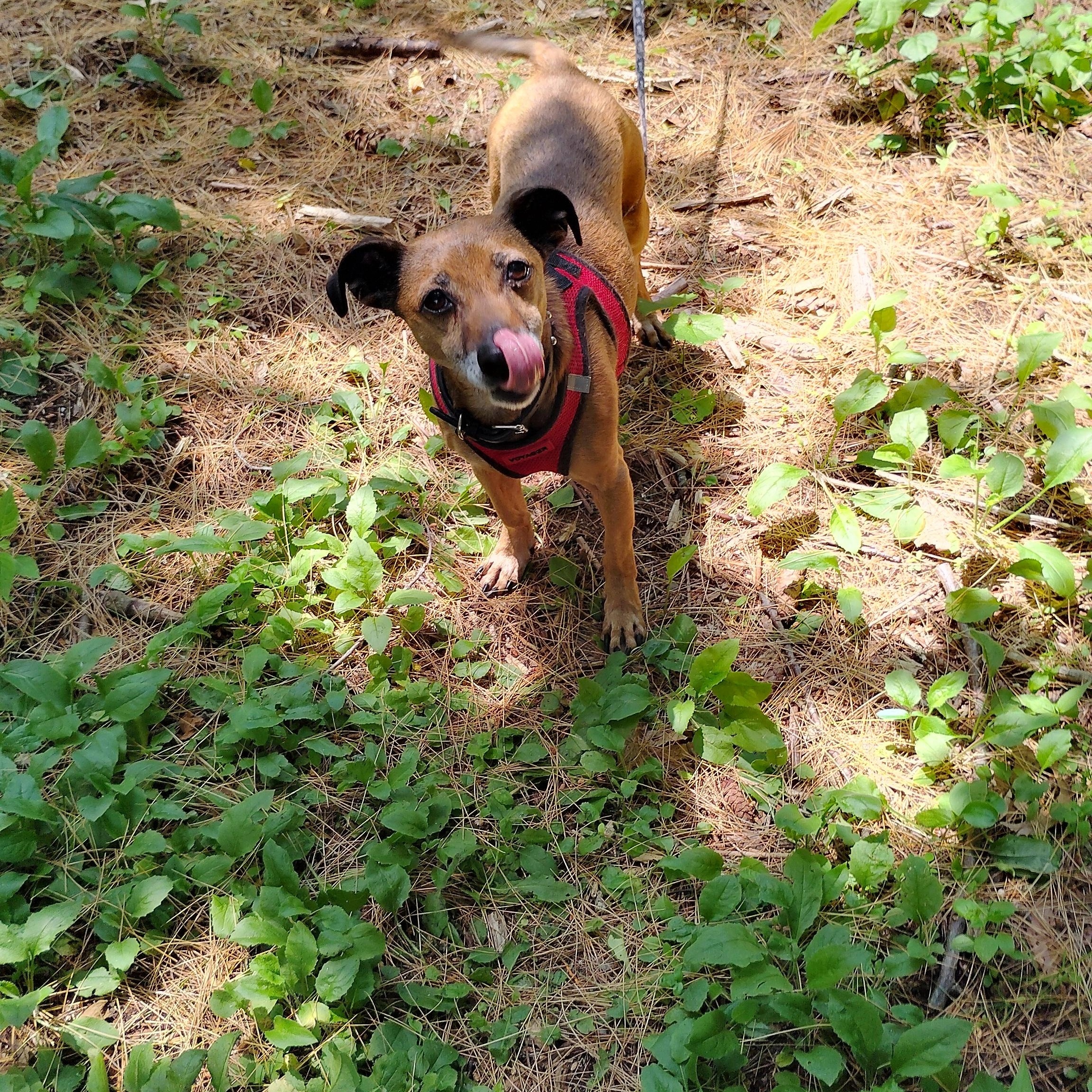 Enlarge Charlie, a Adoptable mixed breed in Woodstock, CT image 5/5