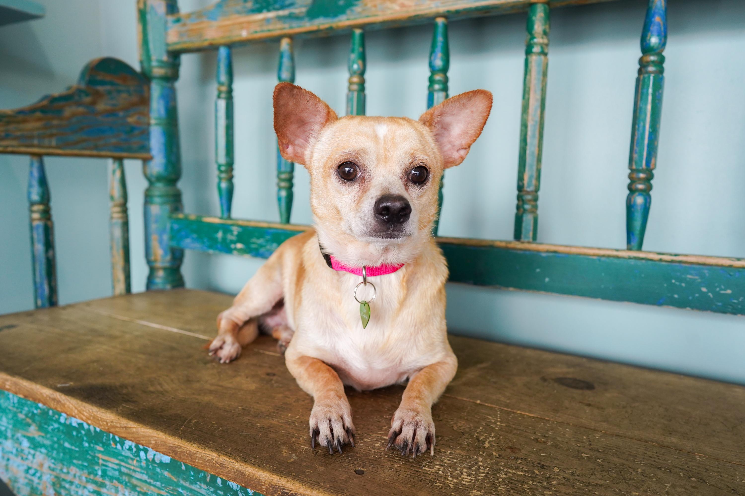 Enlarge Tomatillo, a Adoptable mixed breed in San Antonio, TX image 1/3