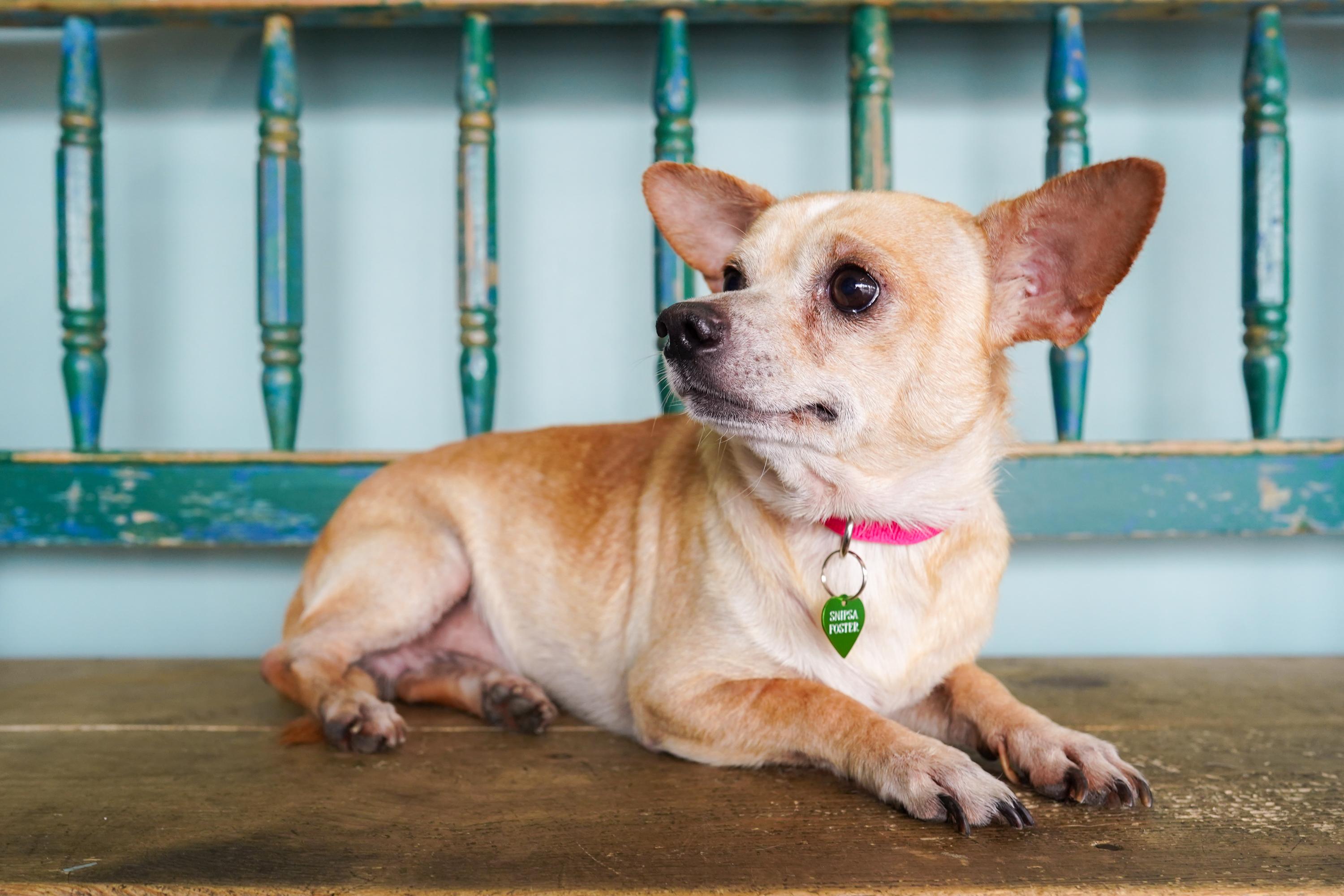 Enlarge Tomatillo, a Adoptable mixed breed in San Antonio, TX image 3/3