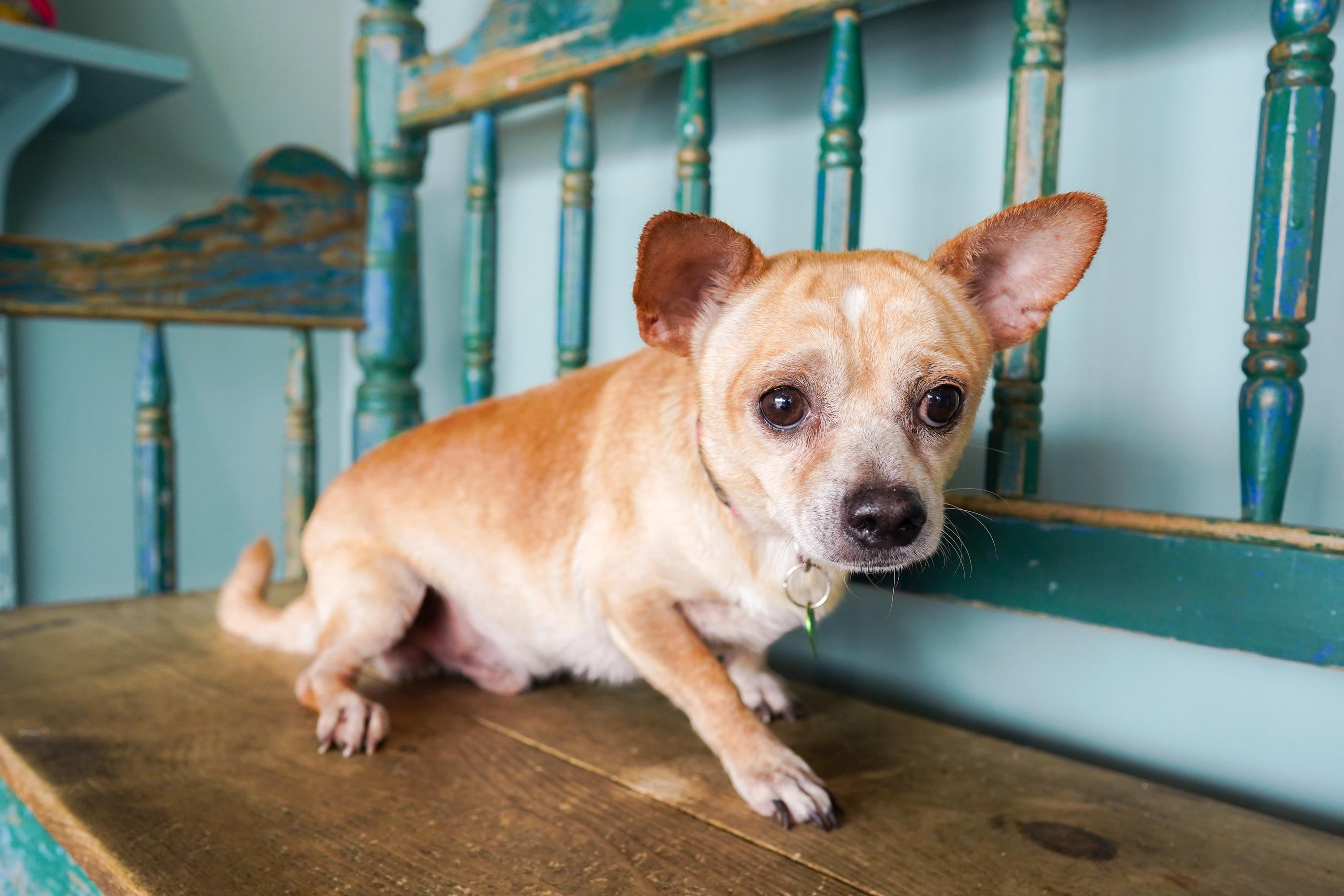 Enlarge Tomatillo, a Adoptable mixed breed in San Antonio, TX image 2/3
