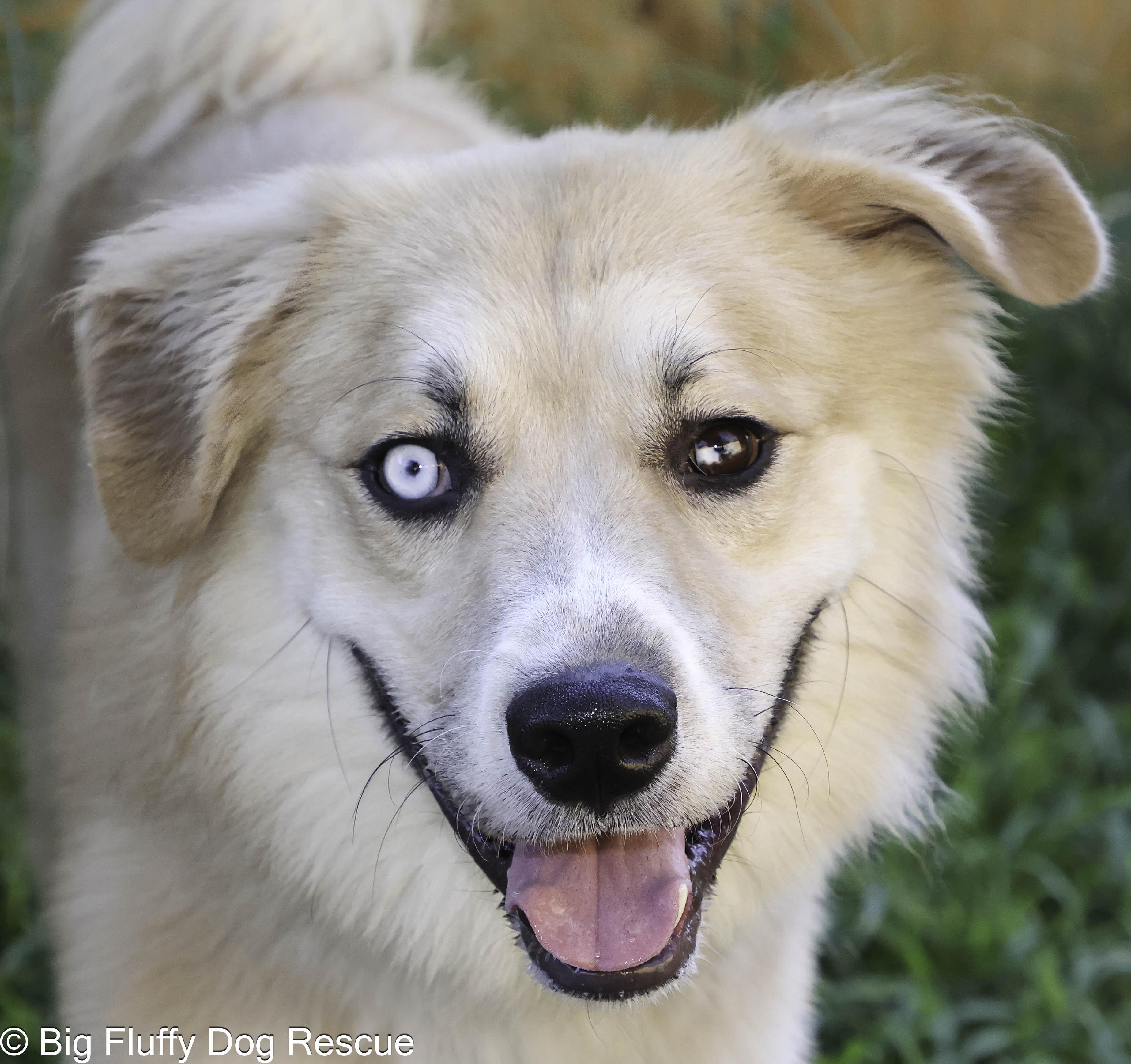 Enlarge Knight, a Adoptable mixed breed in Union, NJ image 1/5
