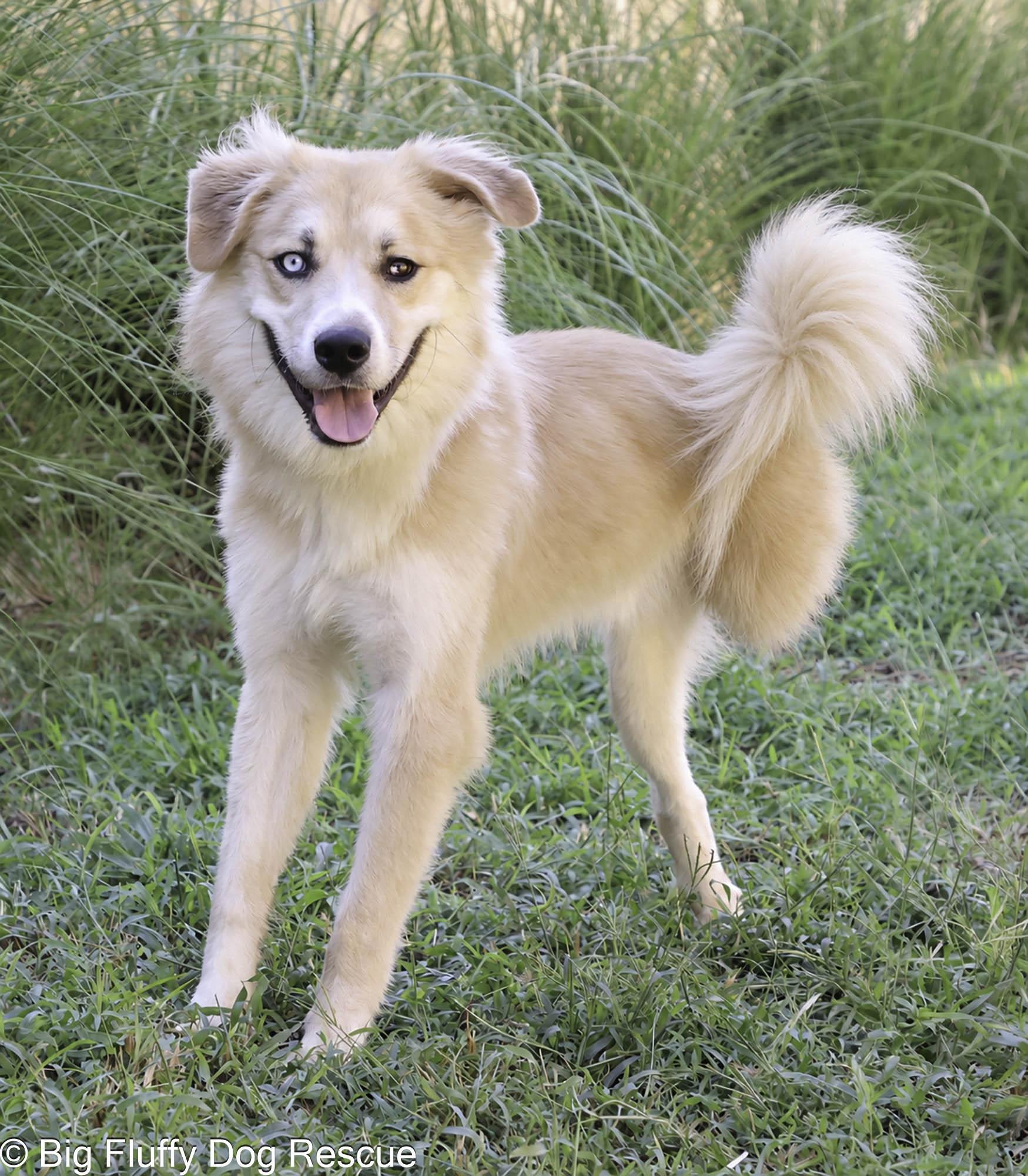 Enlarge Knight, a Adoptable mixed breed in Union, NJ image 4/5