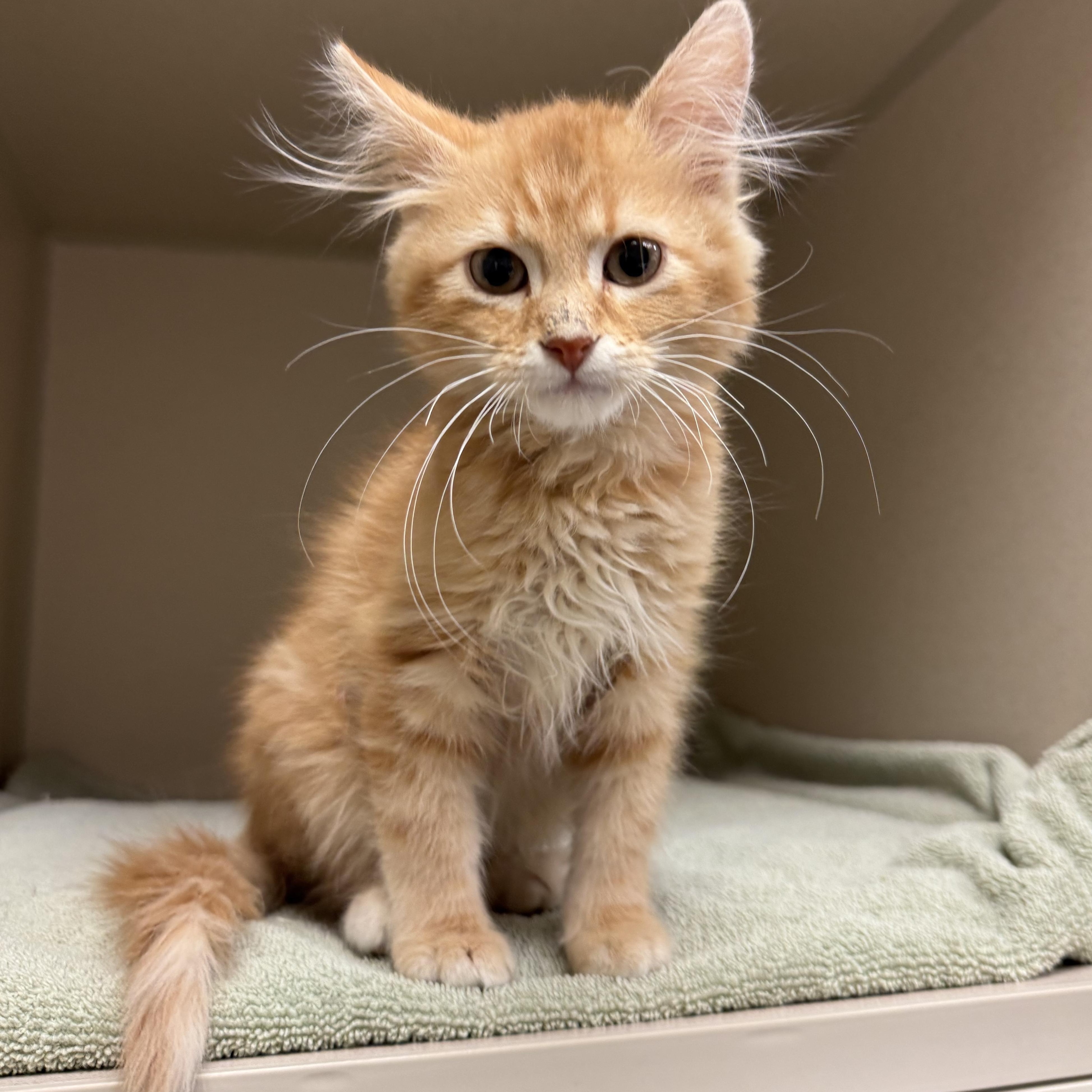 Enlarge Zeke, an adopted Domestic Medium Hair in Kearney, NE image 1/1