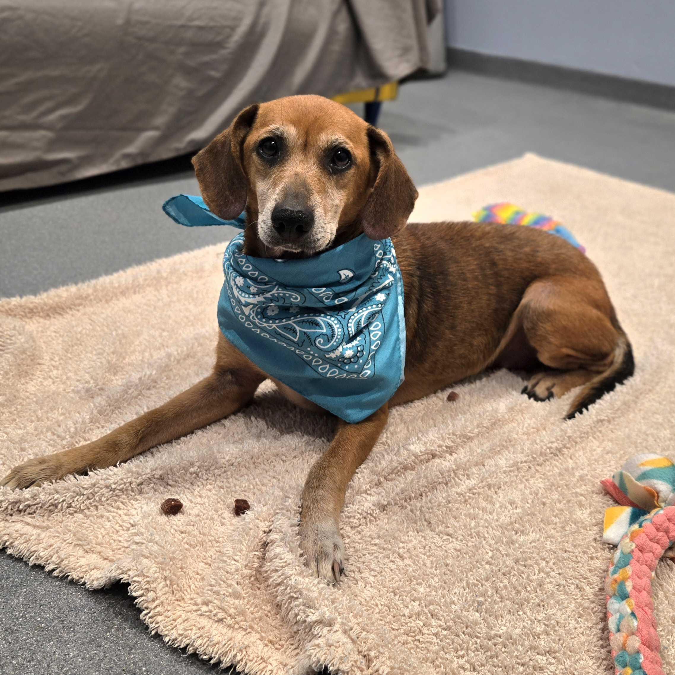 Eggnog, Adoptable, Adult Female Mixed Breed.