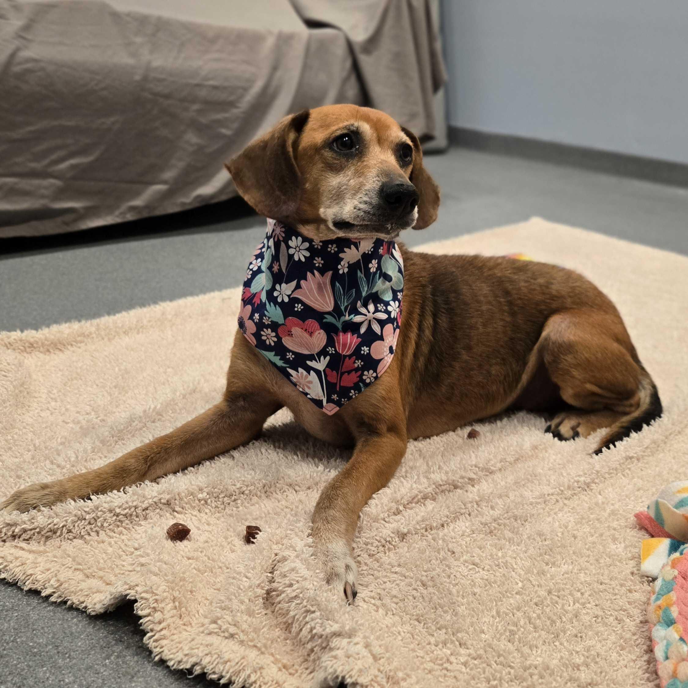 Eggnog, a Adoptable Mixed Breed in Canal Winchester, OH image 2/4