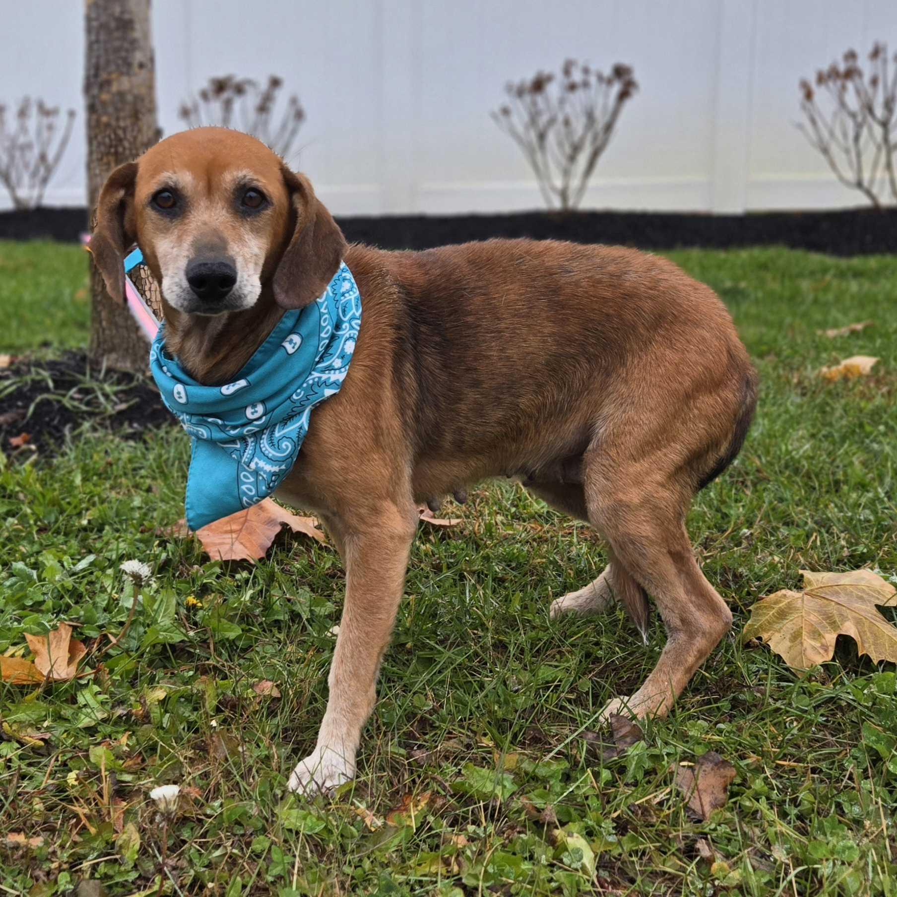 Eggnog, a Adoptable Mixed Breed in Canal Winchester, OH image 3/4