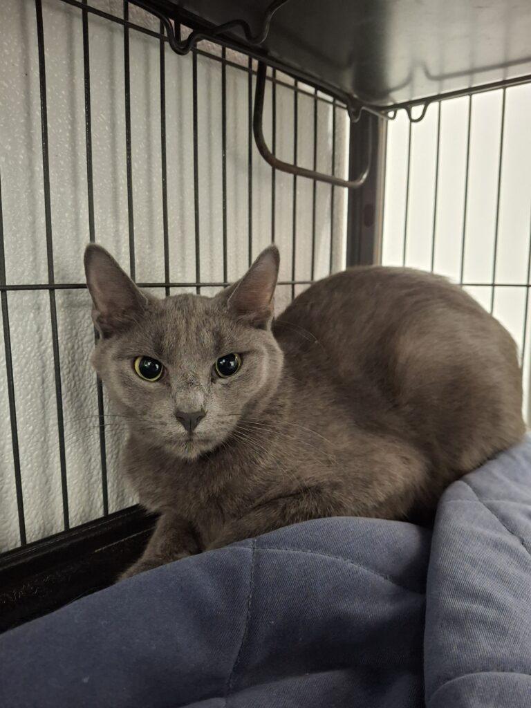 SCORPION, Adoptable, Young Female Domestic Short Hair.