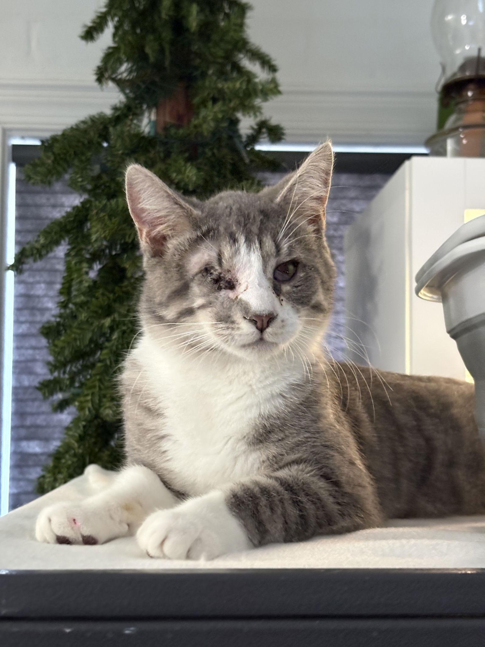 Enlarge Harrold, a Adoptable Domestic Short Hair in Seaford, DE image 1/3