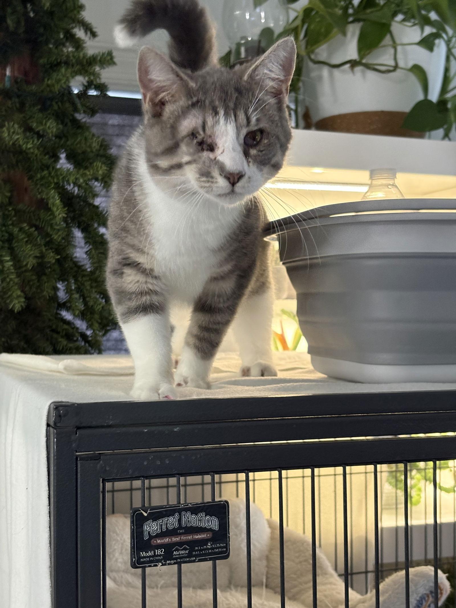 Enlarge Harrold, a Adoptable Domestic Short Hair in Seaford, DE image 2/3