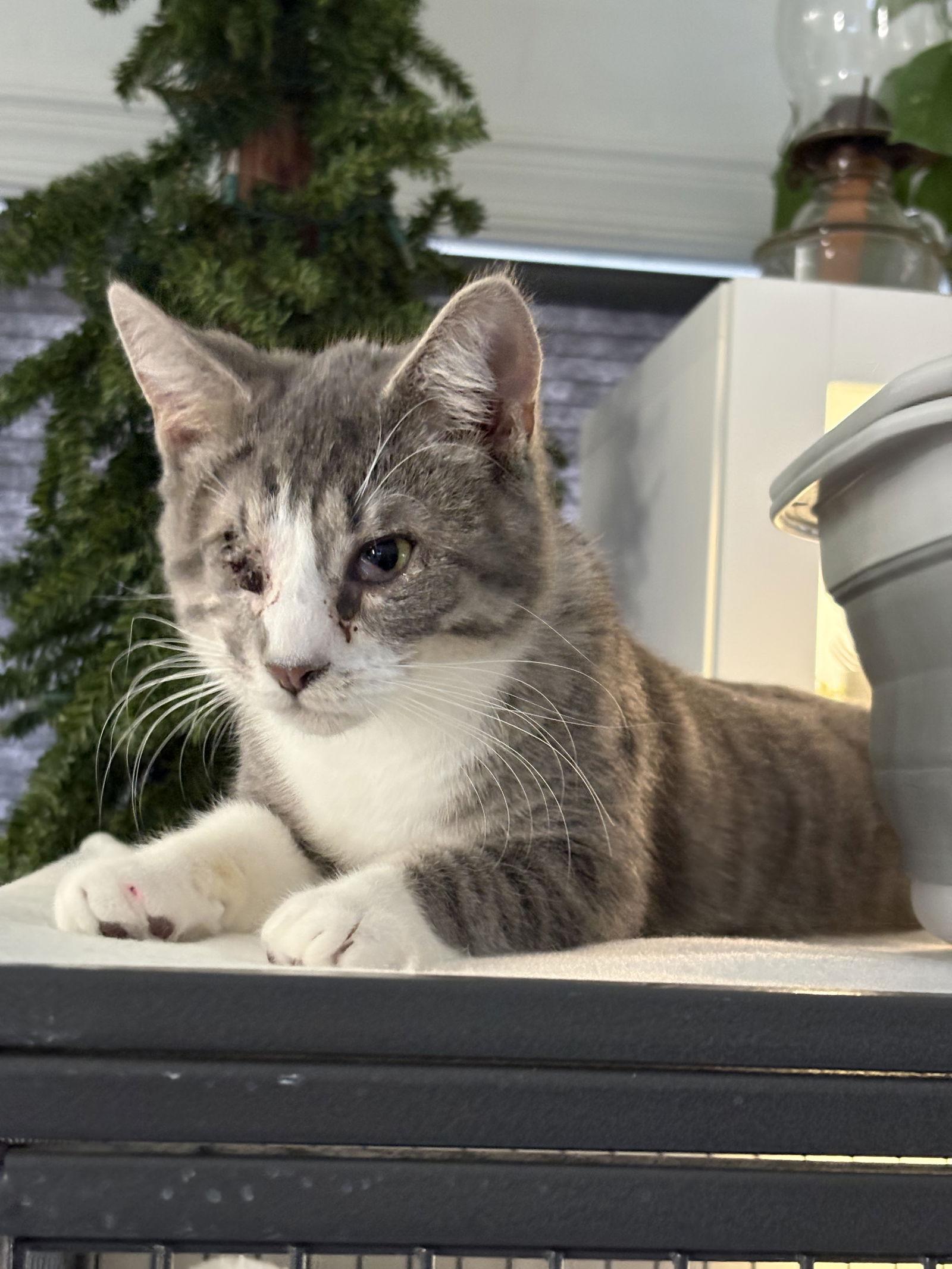 Enlarge Harrold, a Adoptable Domestic Short Hair in Seaford, DE image 3/3