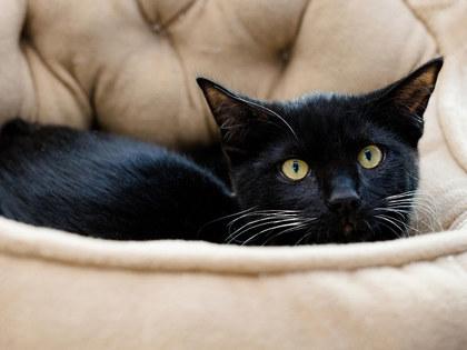 Grimm, Adoptable, Kitten Male Domestic Short Hair & Domestic Short Hair.