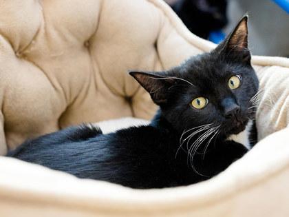 Grimm, a Adoptable mixed breed in Longmont, CO image 2/3