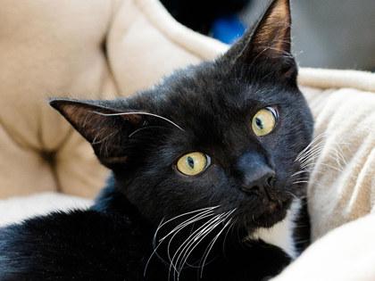 Grimm, a Adoptable mixed breed in Longmont, CO image 3/3