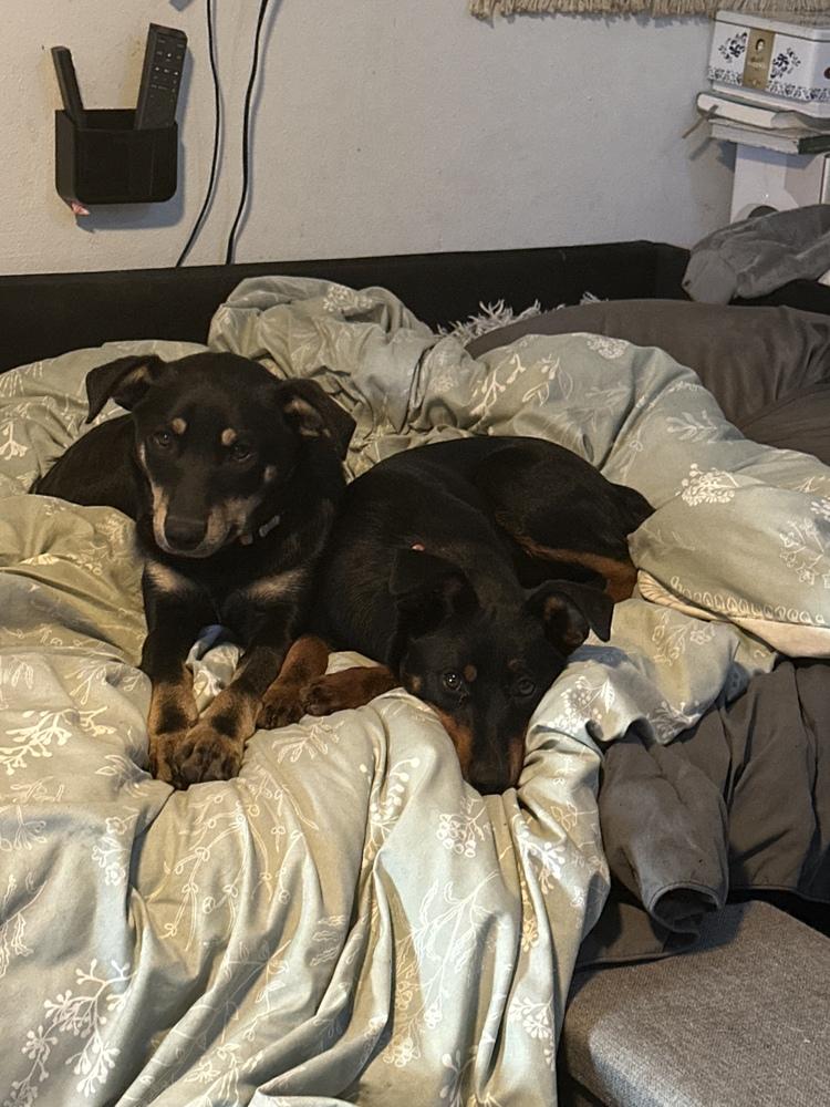 Gene, Adoptable, Adult Male Miniature Pinscher.