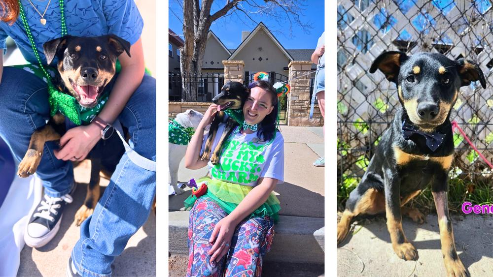 Enlarge Gene, a Adoptable mixed breed in Colorado Springs, CO image 2/4