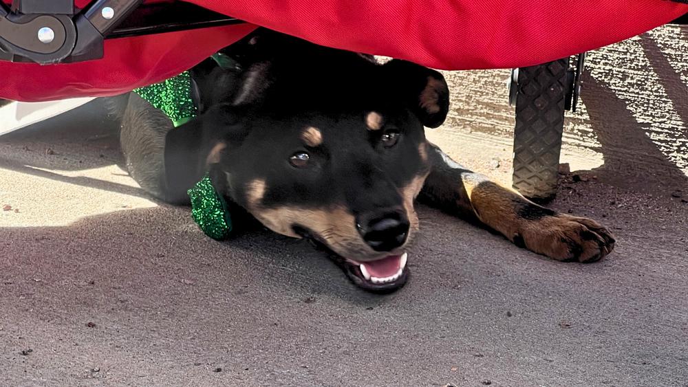 Enlarge Gene, a Adoptable mixed breed in Colorado Springs, CO image 3/4