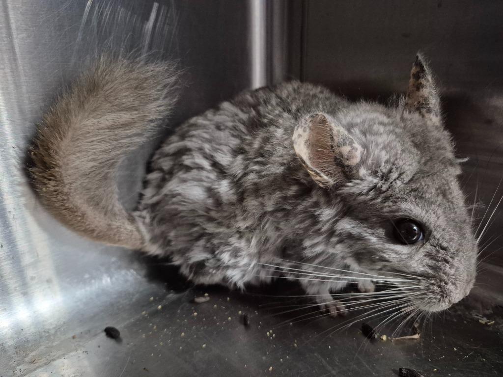 Michael, Adoptable, Adult Male Chinchilla.