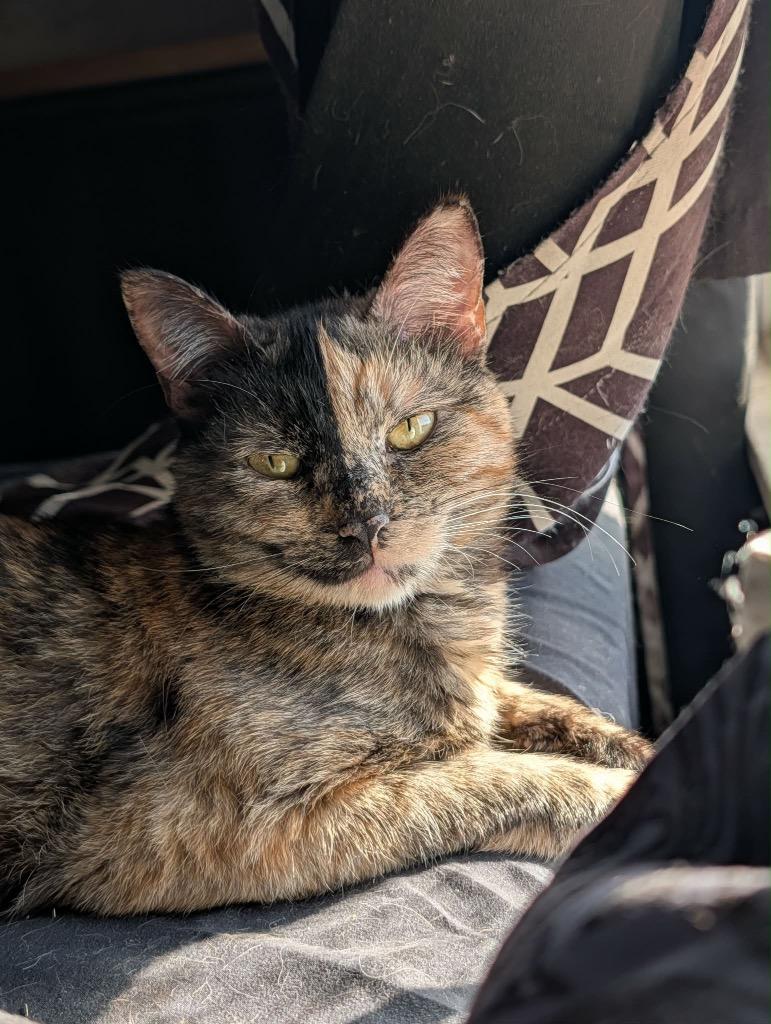 Macchiato (Macchi) NEED PHOTO-INFO, Adopted, Young Female Tortoiseshell.