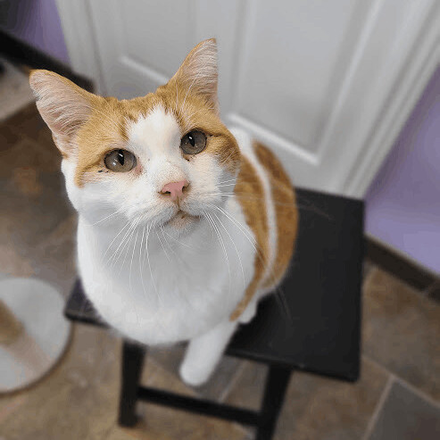 Crombie (FIV+), Adoptable, Senior Male Domestic Short Hair.