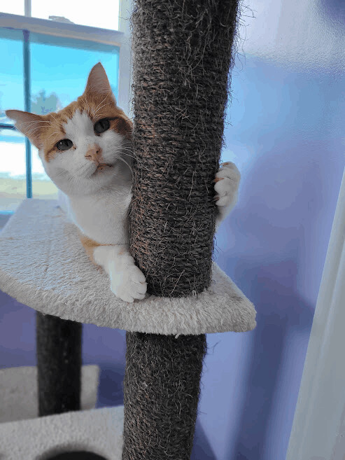 Crombie (FIV+), Adoptable, Senior Male Domestic Short Hair.