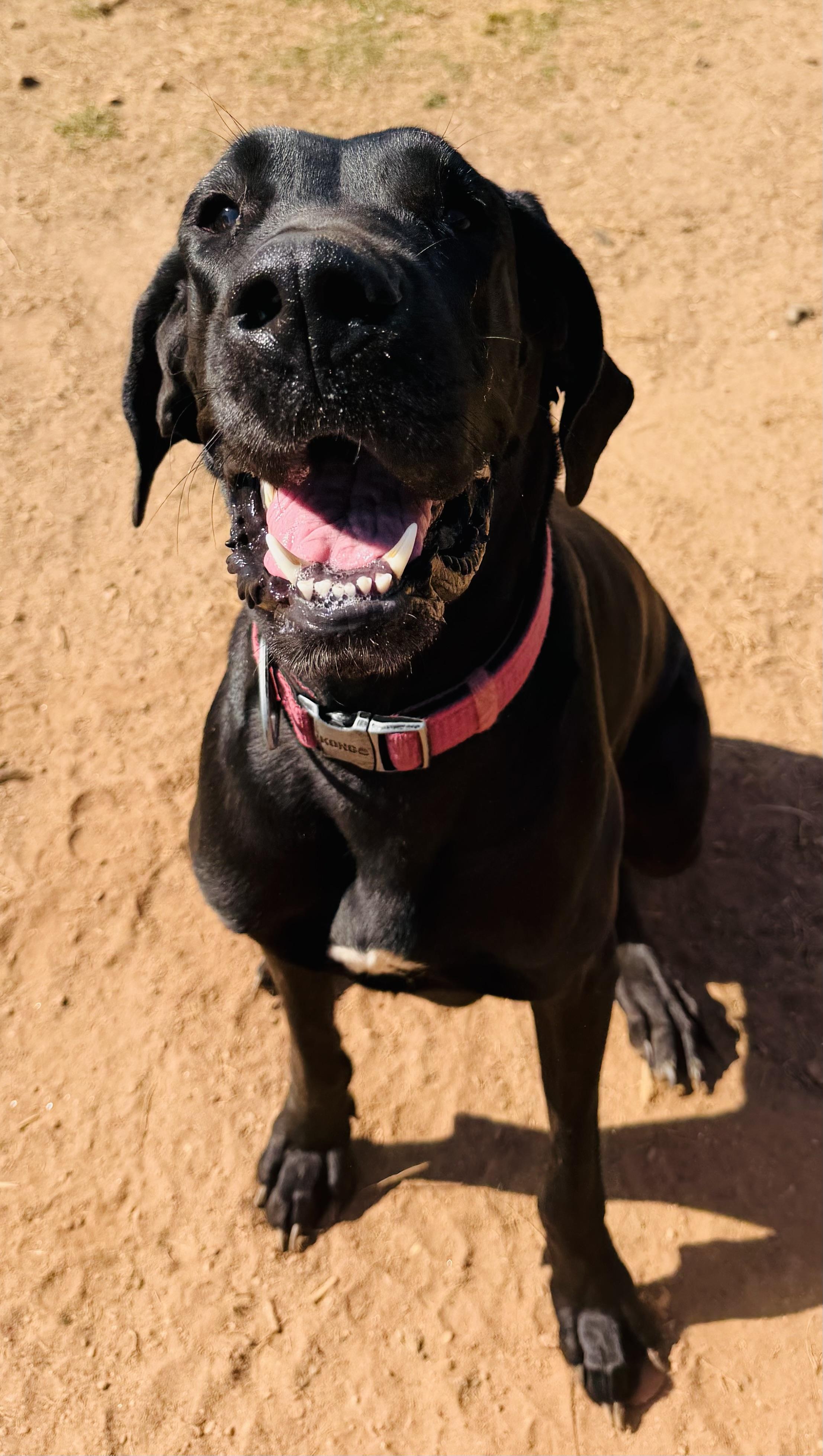 Enlarge Abby, an adopted mixed breed in Williamston, SC image 1/1