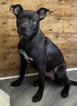 Enlarge Doris, a Adoptable mixed breed in West Memphis, AR image 1/3