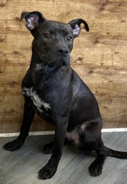 Enlarge Doris, a Adoptable mixed breed in West Memphis, AR image 2/3