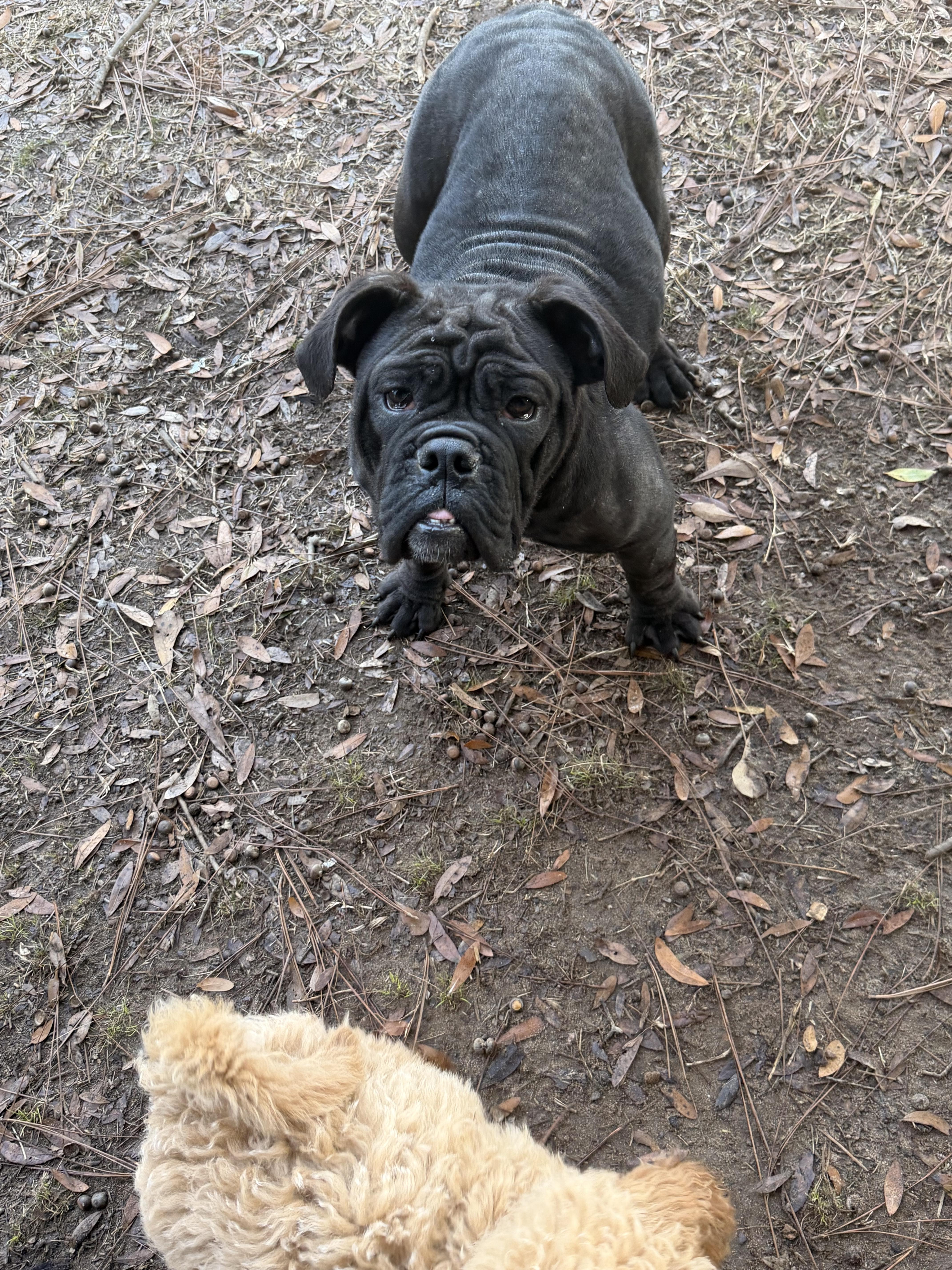 Vivi the Victorian , ADOPTABLE, Young Female Bulldog & American Bully.
