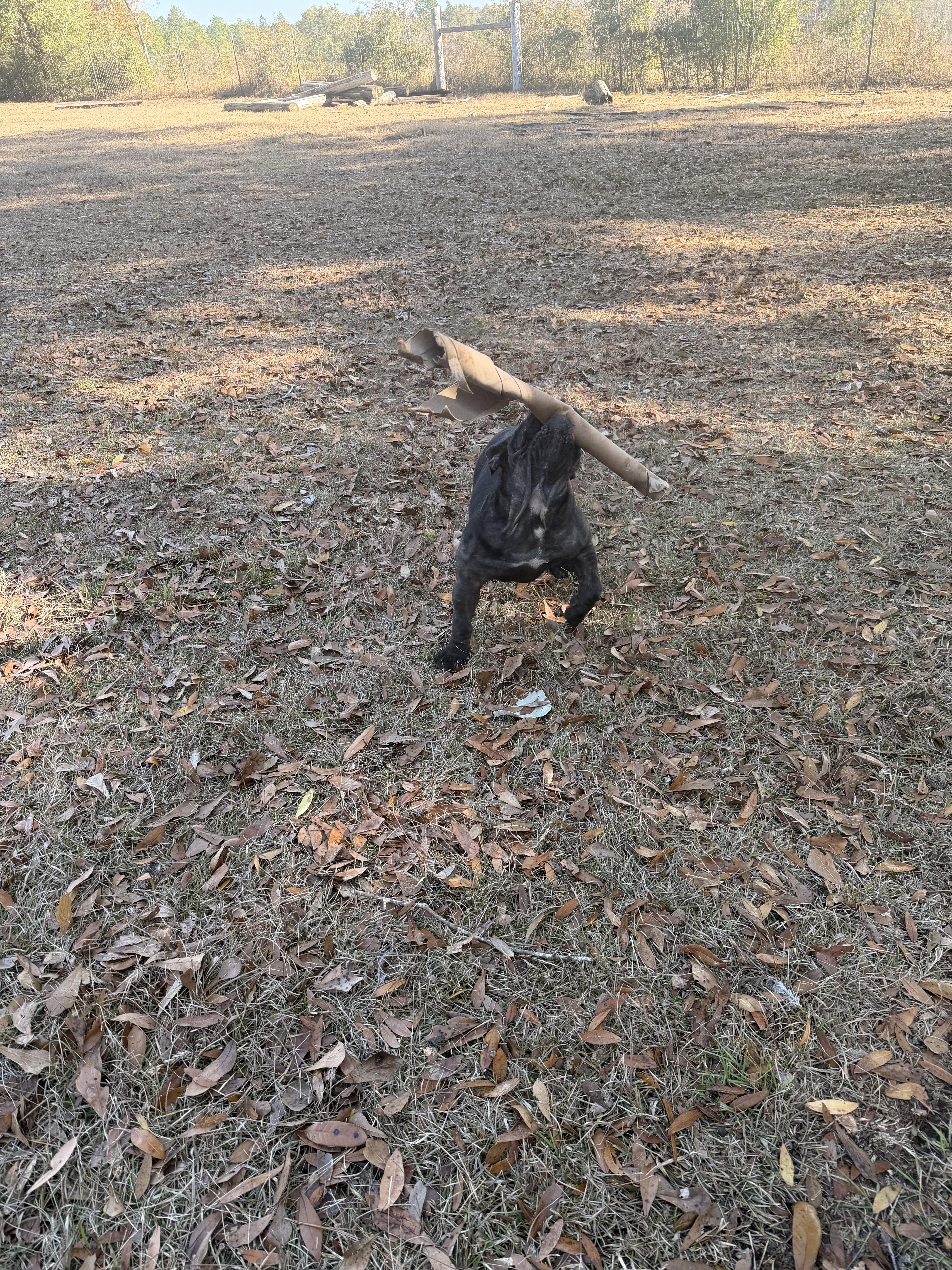 Enlarge Vivi the Victorian , a ADOPTABLE mixed breed in South Amboy, NJ image 2/3