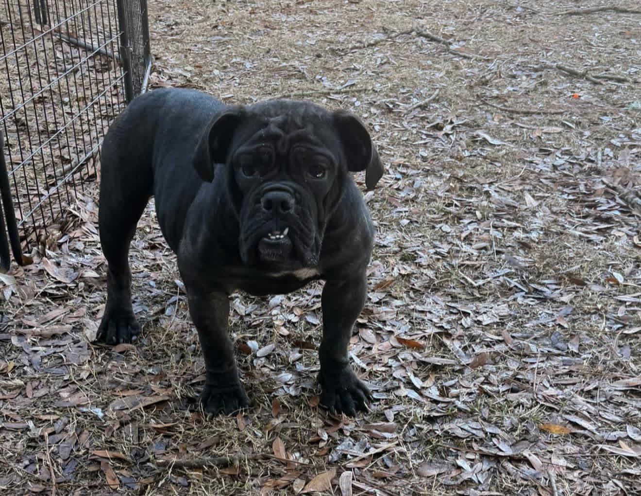 Enlarge Vivi the Victorian , a ADOPTABLE mixed breed in South Amboy, NJ image 3/3