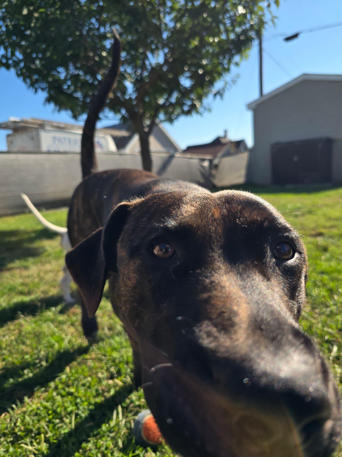 Enlarge Virgo, a Adoptable mixed breed in Lancaster, PA image 6/6