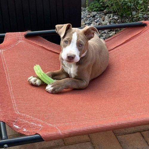 Ragnar, a Adoptable mixed breed in Georgetown, KY image 3/5