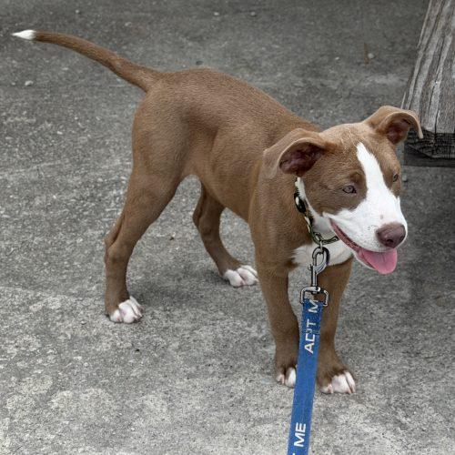 Ragnar, a Adoptable mixed breed in Georgetown, KY image 4/5