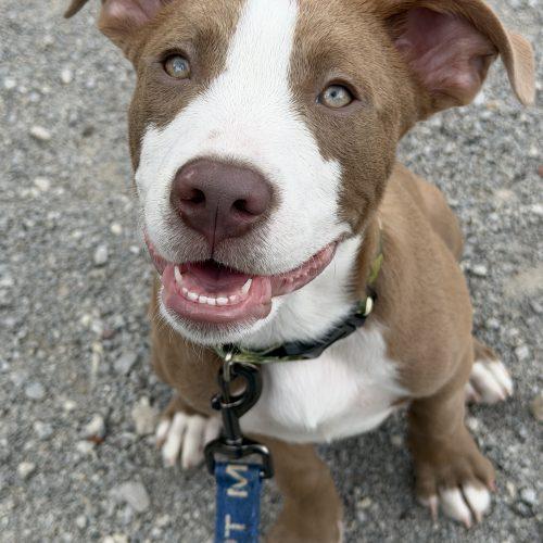 Ragnar, a Adoptable mixed breed in Georgetown, KY image 5/5