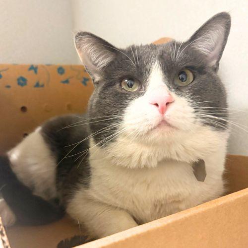 TOMKINS, Adoptable, Young Male Domestic Short Hair.