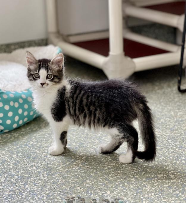 Okoy, adopted, Kitten Female Domestic Short Hair.