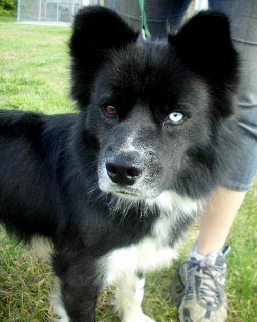 Locksley!, Adopted, Adult Male Corgi & Collie.