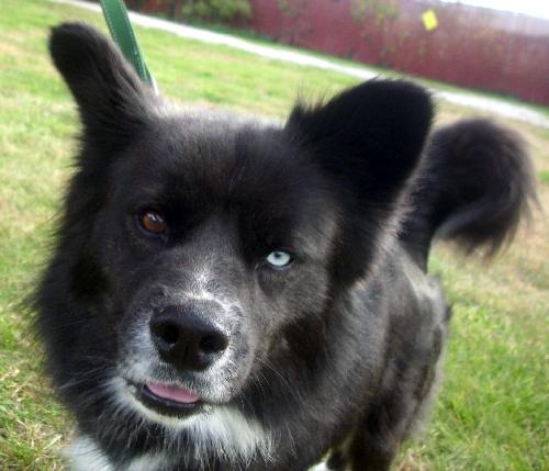 Enlarge Locksley!, a Adopted mixed breed in Cuyahoga Falls, OH image 2/3