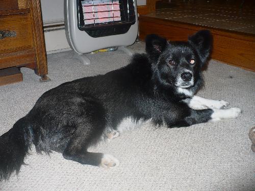 Enlarge Locksley!, a Adopted mixed breed in Cuyahoga Falls, OH image 3/3
