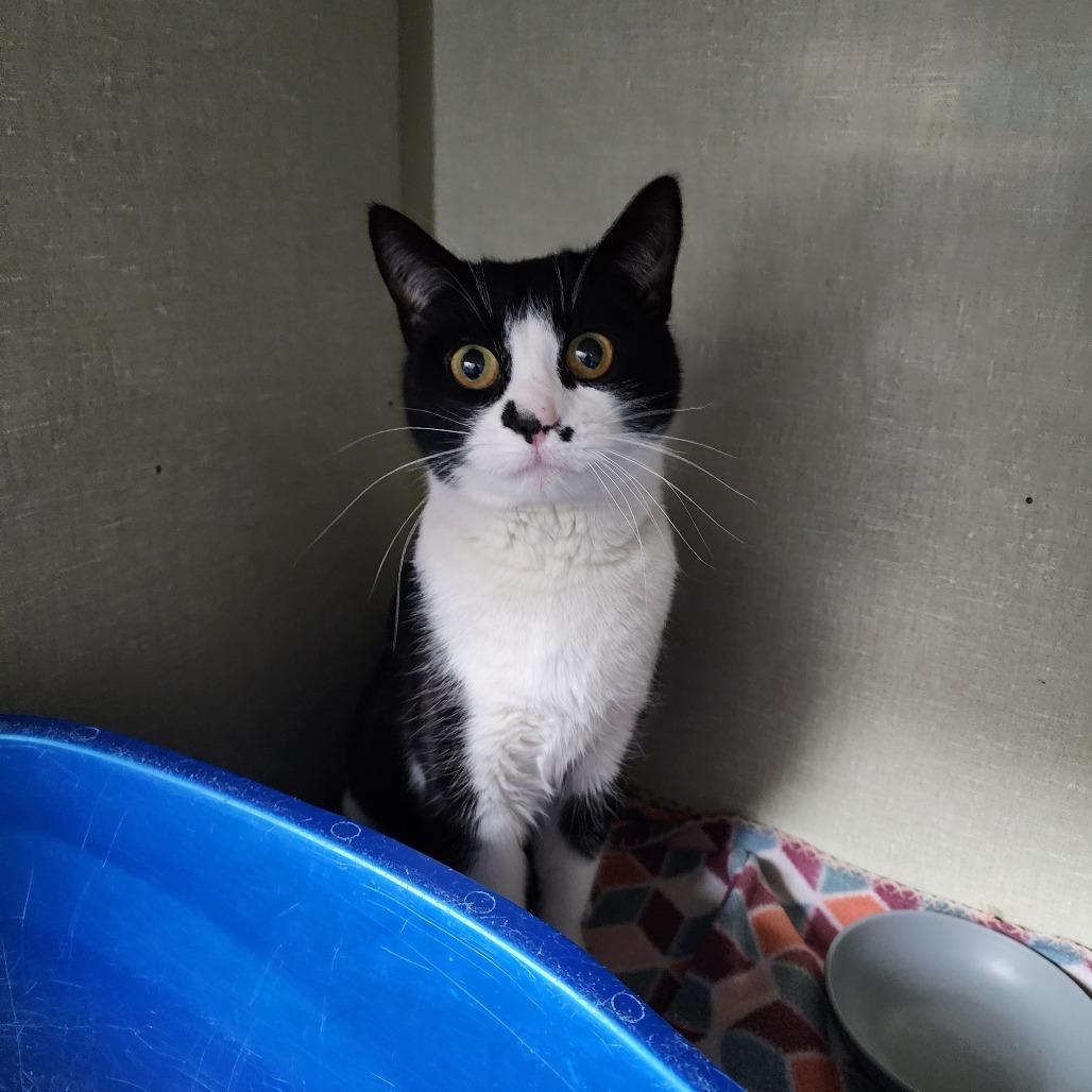 Cece, Adoptable, Adult Female Domestic Short Hair.