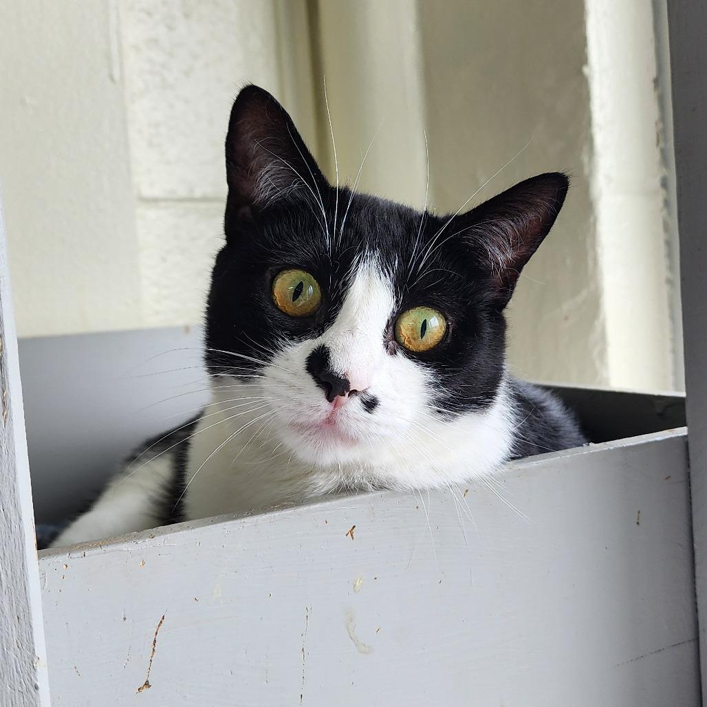 Enlarge Cece, a Adoptable Domestic Short Hair in Monroe, MI image 2/2