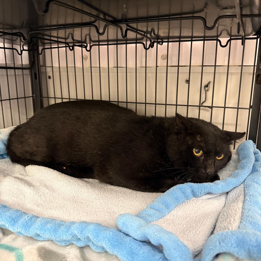 Joe, Adopted, Adult Male Domestic Short Hair.