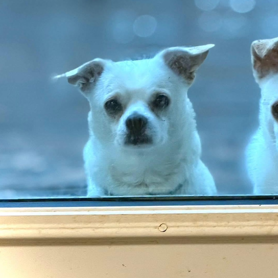 Uncle Buck, Adopted, Adult Male Chihuahua.