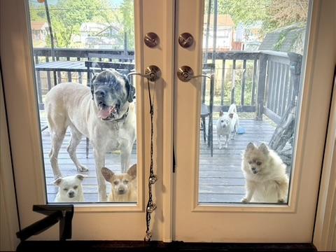 Enlarge Uncle Buck, a Adopted mixed breed in Jeffersonville, IN image 6/6