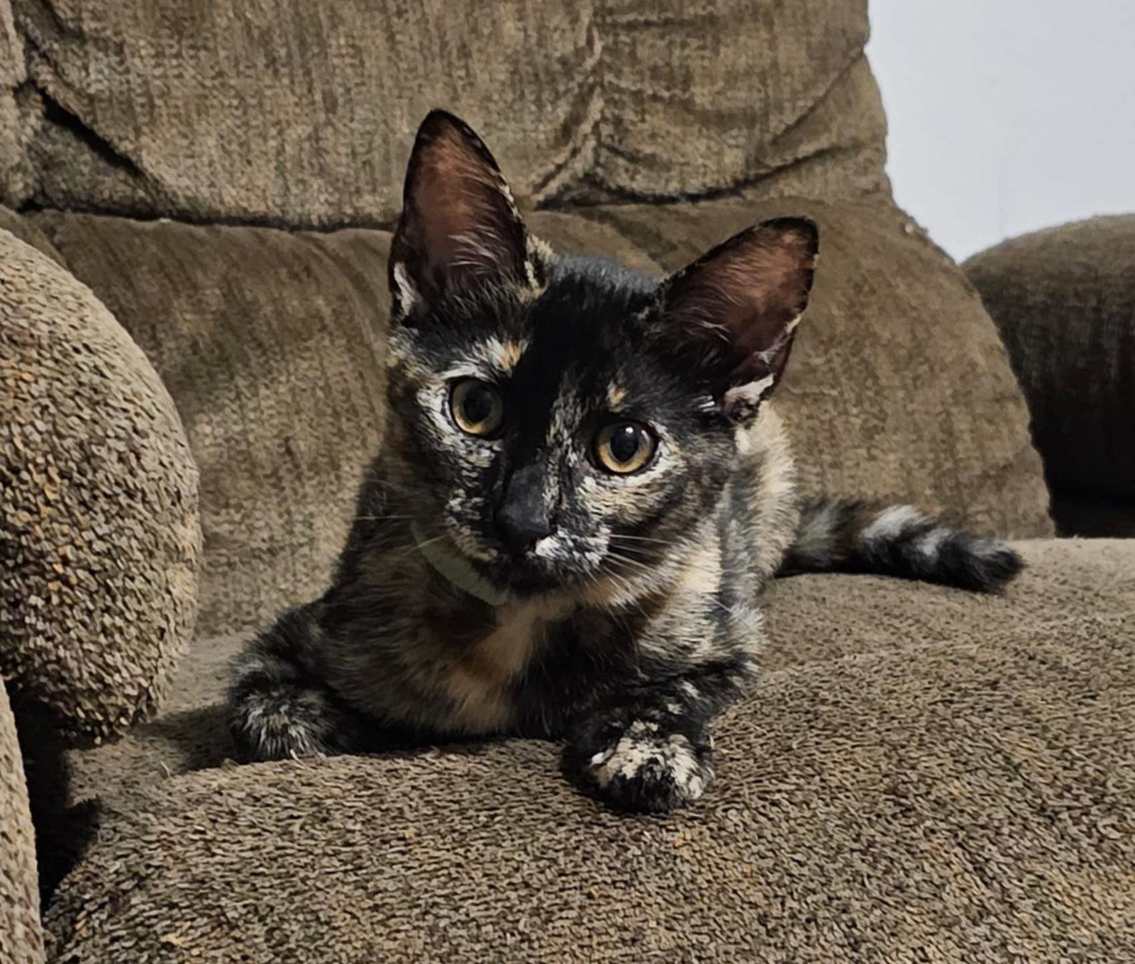Princess Petty Pants, Adopted, Young Female Tortoiseshell.